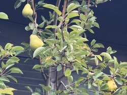 Birnbaum Nesslau