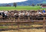 Chilbi und Viehschau Schänis
